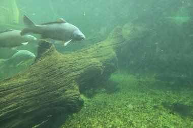 Balıklar sakin bir sualtı manzarasında süzülerek yaşlanmış dallar ve canlı su bitkileriyle birlikte süzülür. Sahne sıcak yeşil bir renkle kaplıdır. Su ekosistemi içinde huzurlu bir birliktelik..