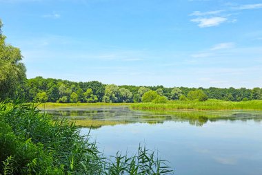 Bereketli yeşillik ve ağaçlarla çevrili sakin bir göl içeren huzurlu bir yaz manzarası. canlı mavi gökyüzü berrak suyu yansıtır, dingin ve sakin bir atmosfer yaratır rahatlama ve doğa takdiri için ideal..