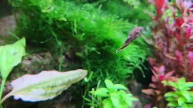 Canlı bir sualtı sahnesinde çeşitli su bitkileri ve yemyeşil ortamda küçük bir balık sergileniyor. Renkli yeşillik ve dinamik ekosistem, ekili bir akvaryumun güzelliğini ve sükunetini vurgular..