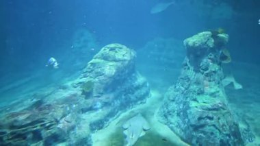 Huzurlu bir sualtı sahnesinde kayalık oluşumların yanında derin mavi bir zemin üzerinde süzülen bir vatoz bulunur. Huzurlu ortam, okyanus temalı tasarımlar ve eğitim materyalleri için mükemmel olan akvaryum ortamında deniz yaşamını yakalıyor..