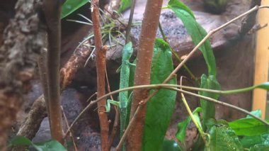 Bir bukalemun, yemyeşil yapraklar ve narin dallar arasında ustalıkla kendi çevresiyle harmanlanır. Doğal ortam, bu sürüngenin canlı renklerini ve yaşam alanını gösteren adaptif yeteneklerini vurguluyor..