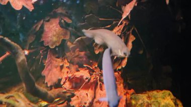 Balıklar canlı sonbahar yapraklarıyla çevrili su ortamlarını keşfeder. Sahne doğal güzellik ve sükuneti birleştiriyor, mevsimsel renklerle zenginleşen başarılı bir sualtı ekosistemi ve dingin su yaşamını tasvir ediyor..