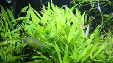 Yoğun, yemyeşil su bitkileriyle dolu canlı bir akvaryum. Su altı ekosistemi, çeşitli balık türleri için sakin bir yaşam ortamı sunan ve dingin bir su ortamını teşvik eden iyi korunmuş bir ortam sergiliyor..