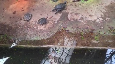 Üç kaplumbağa, yosun ve toprakla çevrili, deniz kenarındaki çamurlu bir sahilde dinleniyor. Yansımaları suda parıldıyor, doğal sakinlik ve sükunetin huzurlu bir sahnesini yaratıyor. Doğa ve vahşi yaşam temaları için ideal.