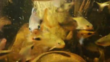 Doğal bir akvaryum ortamında yüzen çeşitli tropikal balıkların yer aldığı canlı bir sualtı sahnesi. Bu resim, kayalar ve bitkiler arasında balıkların etkileşim halinde olduğu su ortamının zengin dokularını ve renklerini vurgular..