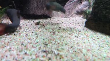 Sakin bir sualtı sahnesinde kayaların ve bulanık balık hareketlerinin yer aldığı çakıl dolu bir akvaryum sergileniyor. Substratın yumuşak renkleri doğal bir habitat ortamı yaratır, suda yaşam meraklıları ve dekorasyon için mükemmeldir..