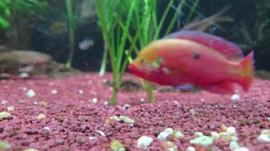 Canlı kırmızı bir balık, yemyeşil ve dokulu bir katman ile çevrili bir tatlı su akvaryumunda süzülür. Sualtı sahnesinin ahengi zıt renkler ve sakin hareketlerle sakin bir atmosfer yaratıyor..