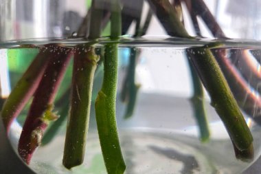 Cam bir vazoya batırılmış bitki kesiklerinin yakından görüntüsü hidrofonik kök işlemini gösteriyor. Kökler, yeşil ve kırmızımsı renklerde, ev bahçesi ortamında yayılma tekniklerini gösterirler..