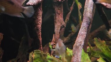 Renkli balıkların dokulu dallar ve yemyeşil su bitkileri arasında yüzdüğü canlı bir sualtı sahnesi. Doğal habitat balıklar için dinamik ve dinamik bir ortam sağlar, biyolojik çeşitlilik sergiler..
