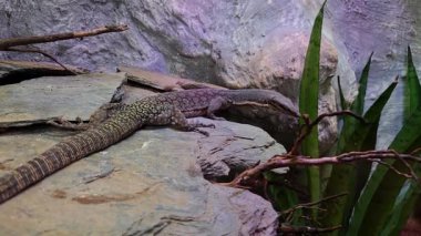 Kayalık arazide kertenkele gözlemlemek, karmaşık deri şekillerini ve doğal renkleri göstermek. Bitkiler ve dokulu kayalar, kertenkelelerin yaşam alanına uyum sağlayabilme özellikleri.