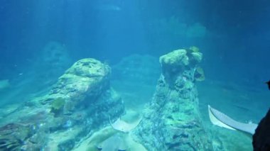 berrak mavi okyanusta süzülen canlı mercan oluşumları ve zarif ışınlar içeren sakin sualtı dünyasını keşfedin. Bu sakin sahne deniz biyolojik çeşitliliğini ve su yaşamının görkemli güzelliğini vurguluyor..