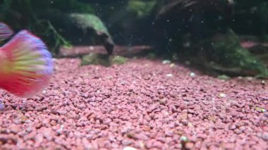 Pembe çakılların üzerinde yüzen canlı balıkların arka planda yemyeşil su bitkilerinin olduğu dinamik bir su altı manzarası. Akvaryum meraklıları ve su temalı tasarımlar veya posterler için ideal.