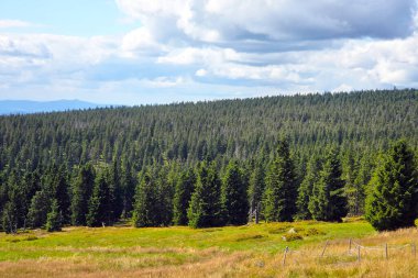 Bulutlu bir gökyüzü altındaki yoğun bir çam ormanının geniş manzarası, yemyeşil ve doğal hatları. Sahne sakin güzellik ve uçsuz bucaksız doğa, açık hava manzarası ve seyahat temaları için ilham veriyor..