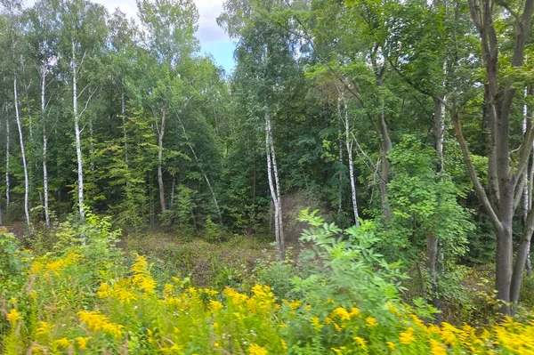 Yüksek huş ağaçlarının bulunduğu yemyeşil yaz ormanı canlı sarı kır çiçekleriyle çevrilidir. Sahne doğal güzellik ve sükuneti ön plana çıkarıyor. Arka planda yoğun bir yeşillik ve bulutlu bir gökyüzü var..