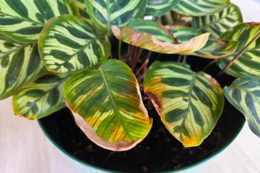 Calathea yaprakları çarpıcı desenlere ve zengin yeşil renklere sahiptir. Yapraklarda canlı yeşilliklerin karışımı var. Kahverengi kenarlı ipuçları var. Siyah bir tencereye konmuş..