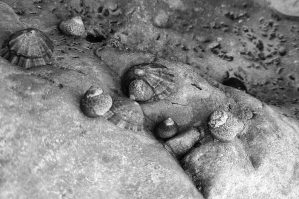 Black and white macro photograph of limpet shells clinging to a textured rocky surface, showcasing the intricate patterns of marine life. ideal for nature-themed design and oceanographic studies.