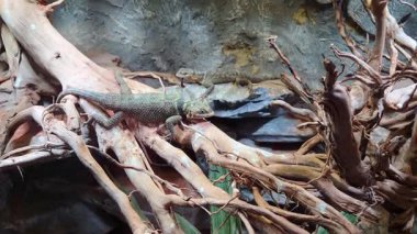 Kertenkeleler karmaşık, bükülmüş dallara tünemiş kayaların arka planına karşı doğal bir yaşam ortamı sergiliyorlar. Sahne, taklit bir ortamda sürüngenlerin uyarlanabilir özelliklerini vurgular.