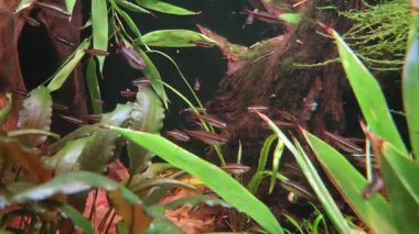 Canlı tropikal balıkların yemyeşil su bitkileri ve dallar arasında yüzdüğü bir su altı ekosistemi. Sahne sakinliği ve çeşitliliği iyi korunmuş akvaryum yaşam alanı.