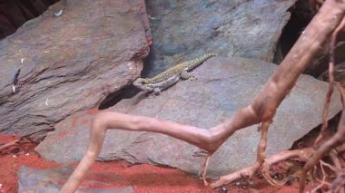 Bir kertenkele çöl ekosistemindeki engebeli kaya oluşumlarına dayanır. Doğal ortam yaratıkların gizlenme yeteneklerini vurguluyor. Toprak tonları ve dokulu yüzeyler arasında. Vahşi yaşam ve doğa temaları için mükemmel..