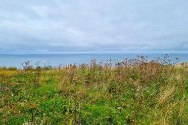Ön planda gür kır çiçekleri ve otların yer aldığı kıyı manzarası bulutlu bir gökyüzünün altında sakin bir denize doğru uzanıyor. Rahatlama, doğa ve kıyı güzelliği temaları için ideal sakin, doğal bir sahne..