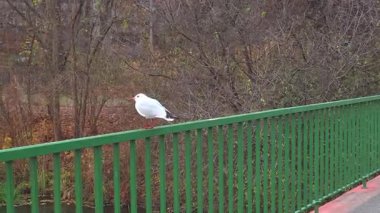 Yalnız bir martı, sonbahar yapraklarıyla çevrili canlı yeşil bir köprüye tünemiş. Çıplak ağaçlar ve sessiz tonlar sakin bir orman ormanı ormanı ortamı yaratır. Kuşların beyaz tüyleri ve doğal arkaplan arasındaki zıtlık....