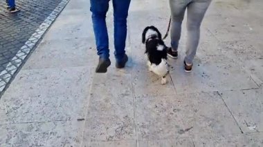 Bir çift, şehir kaldırımında tasmalı küçük bir köpeği gezdiriyor. Arkadaşlık ve şehirli hayatı sergiliyor. Sahne, günlük kıyafetleri ve şehir ortamında gezinmenin rahatlığını vurguluyor..