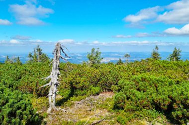 Parlak mavi bir gökyüzü altında yoğun yeşil bitki örtüsü barındıran dağlık bir manzaranın panoramik bir görüntüsü. yalnız, yıpranmış bir ağaç ön planda duruyor, bereketli çevreye ve uzak, geniş ufka zıtlık ekliyor..