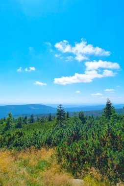 Bereketli yeşil çam ağaçları parlak mavi bir gökyüzünün altında sakin bir manzara boyunca uzanıyor. Yumuşak beyaz bulutlar huzurlu yaz atmosferinde sürükleniyor, huzurlu ve ferahlatıcı bir açık hava manzarası yaratıyor..