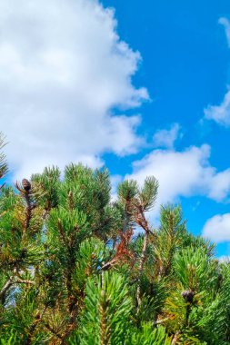 Çam ağacı dalları yukarı doğru uzanır, kabarık beyaz bulutlarla dolu canlı mavi bir gökyüzüne karşı. yemyeşil iğneler ve dağınık çam kozalakları bu sakin açık hava manzarasına doku ve derinlik ekler..