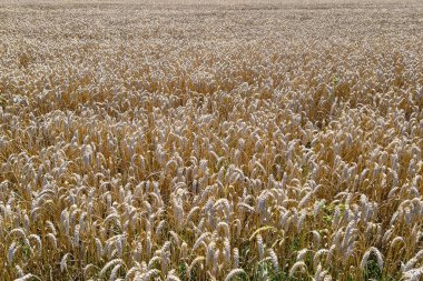 Geniş altın buğday tarlası güneş ışığı altında hasat için hazır. Sonu gelmeyen olgunlaşmış buğday sıraları dokulu ve uyumlu bir desen oluşturur. Tarım ve kırsal temalı tasarımlar ve eğitim amaçları için mükemmel.