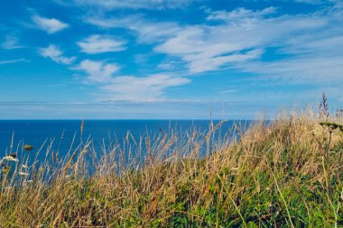 Idyllic sahnesinde açık mavi bir gökyüzü ve derin mavi okyanus ufkunun üzerinde uzanan yumuşak beyaz bulutlar var. Uzun otlar ön planda yavaşça sallanıyor, bu sakin doğal ortama kırsal bir cazibe katıyor..