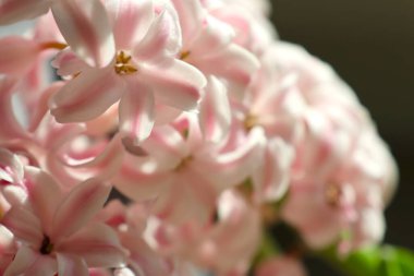 Pembe sümbül çiçeklerinin yakın çekimi, narin taç yapraklarını ve gür renklerini gözler önüne seriyor. İlkbahar güzelliğinin ve çiçek zarafetinin mükemmel bir temsili, doğa temalı projeler ve botanik çalışmaları için ideal..