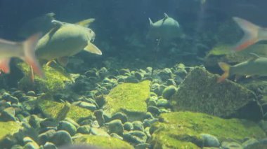 Çeşitli balıklar, çakıl taşları ve yosun kaplı kayaların üzerinde süzülerek temiz bir tatlı su ortamında yüzer ve su yaşamının güzelliğini vurgular.