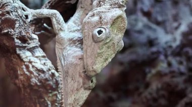 İki bukalemun desenli bir dalda yakın etkileşime girerek arka planda bulanık elementlere sahip doğal bir yaşam alanında eşsiz renklerini ve özelliklerini sergilerler.