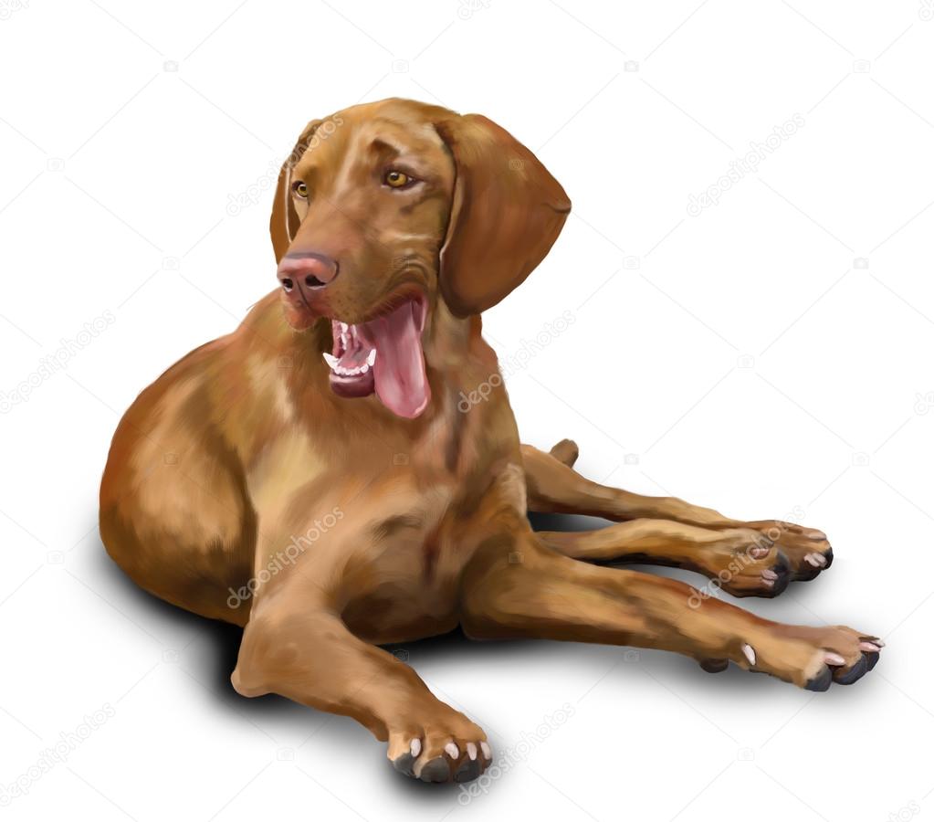 Hungarian Vizsla