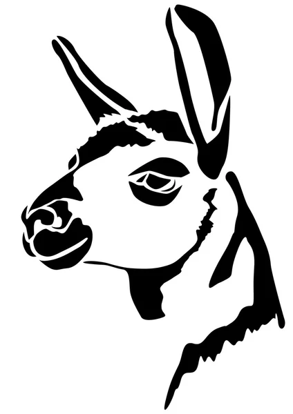 Head llamas - Mammalia — Stock Photo, Image