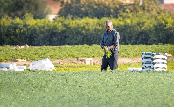 Agricultor ou trabalhador agrícola pegando coentro ou erva-doce crescendo em plantação agrícola durante. Abastecimento de fenel orgânico em Murcia, Espanha. — Fotografia de Stock