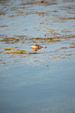 Su yüzeyinde yüzen bir kurbağa..