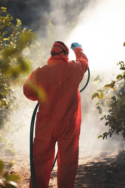 Sprühen von Pestiziden, Pestiziden auf Fruchtzitronen in der Landwirtschaft Plantage, Spanien. Der Mensch versprüht oder begasst Pestizide, Schädlingsbekämpfung. Unkrautvernichtungsmittel Begasung. Ökologischer Landbau. — Stockfoto