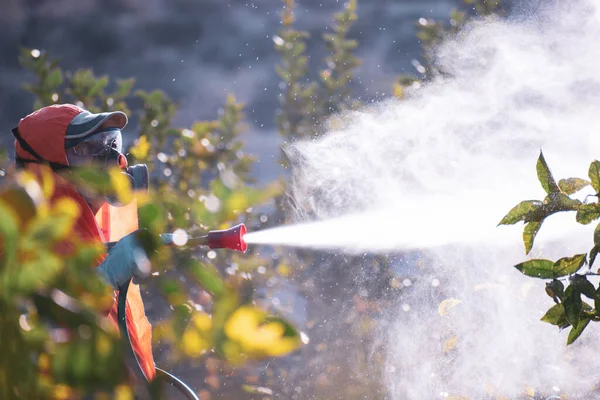 Stříkejte pesticidy, pesticidy na ovocný citron v rostoucí zemědělské plantáži, Španělsko. Člověk rozprašuje nebo fumiguje škůdce, hubí škůdce. Fumigace insekticidů. Ekologické ekologické zemědělství. — Stock fotografie