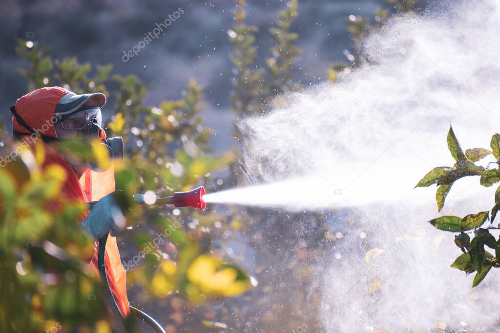 Spray pesticides, pesticide on fruit lemon in growing agricultural plantation, spain. Man spraying or fumigating pesti, pest control. Weed insecticide fumigation. Organic ecological agriculture.