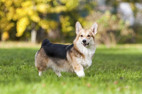 The Pembroke Welsh Corgi — Stock Photo, Image