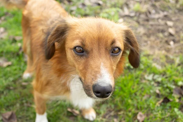 Cão Ruivo Olha Para Lente Cão Sem Teto Focinho Close — Fotografia de Stock