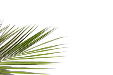 Hafif arka planda yeşil palmiye yaprağı. Tropik konsept.