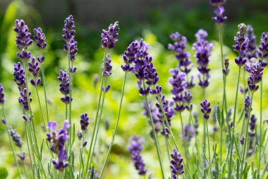 Güneş ışınlarındaki bir tarladaki mor lavanta çiçeklerinin yakın plan görüntüsü. Lavanta çiçeği.