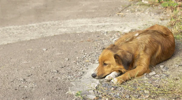 Kırmızı köpek yalan söylüyor, sokak köpeği yerde yatıyor. Boşluğu kopyala