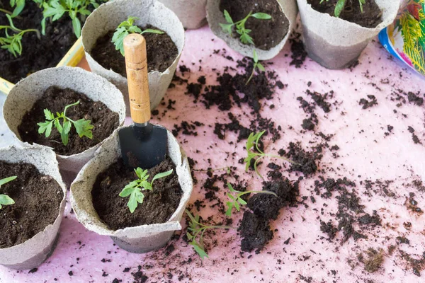 Pencere kenarında domates fideleri. Eko saksılarındaki tohumlar, yakın plan. Tarım mevsimine hazırlanmak dışında.