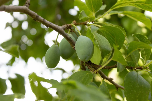 Ağaçtaki küçük yeşil eriklerin arka planı, bahçe konsepti.