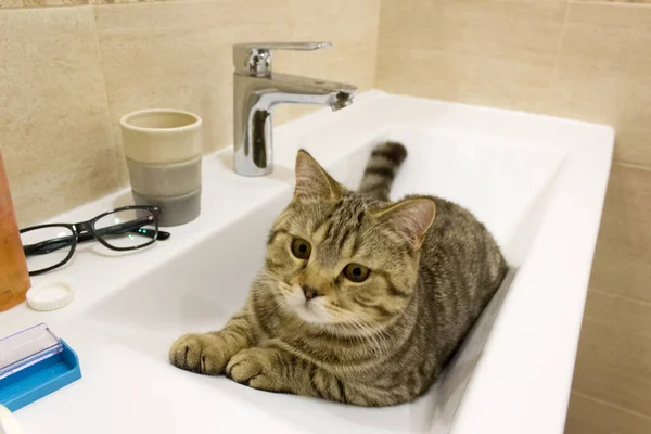 Kitten Lies Washstand Cute Funny Cat — Stock Photo, Image