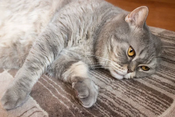 Británico Gato Gris Encuentra Suelo —  Fotos de Stock